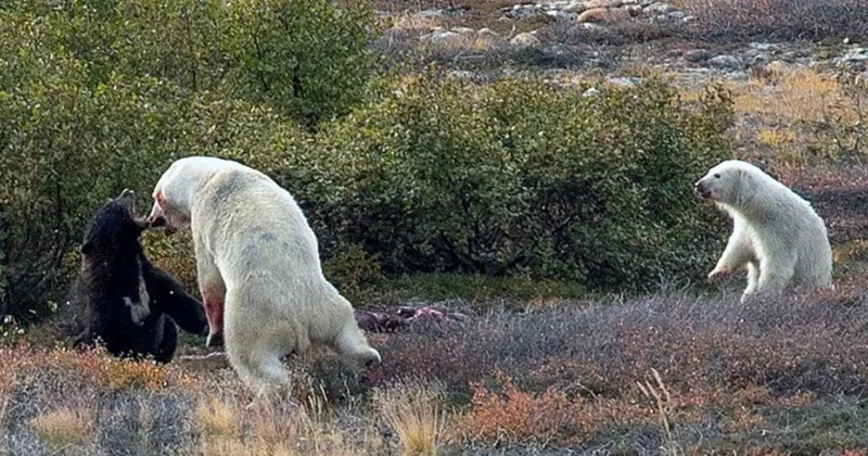 Kanadada turistlər nadir hadisənin şahidi oldular: Ağ və qara ayının döyüşü