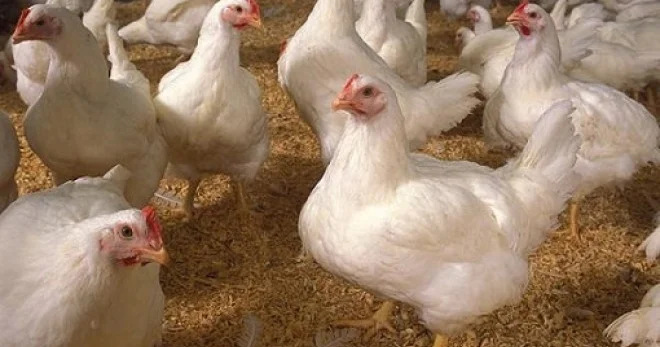 Broyler toyuqlarının istehlakı məhdudlaşdırılacaq? KONKRET