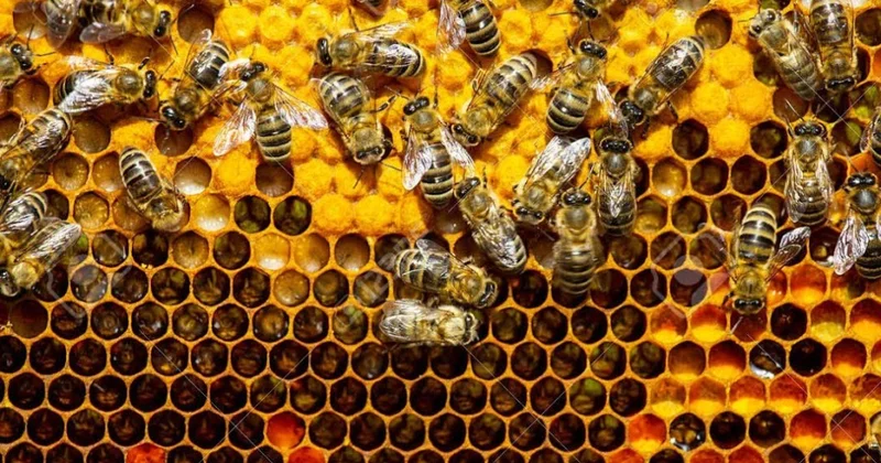 Bal arısının mikrosporidial xəstəliyinə qarşı bitki ekstraktlarının təsiri araşdırılacaq
