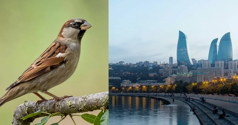Bakıda sərçələr niyə əvvəlki kimi görünmür?