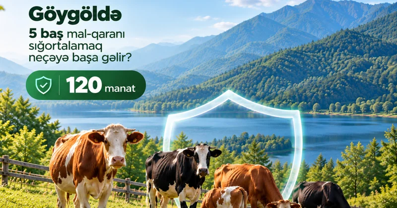 Aqrar Sığorta Fondu: Mal qaranın sığortalanması fermerləri gözlənilməz maliyyə itkilərindən qoruyur