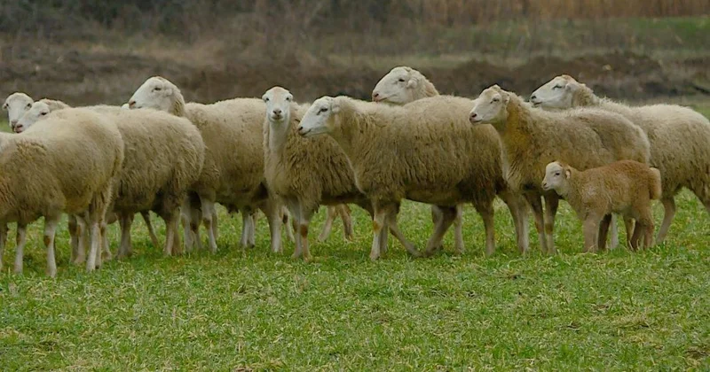 Göygöldə silahlı şəxslər tərəfindən qaçırılan 62 baş toyun tapıldı VİDEO