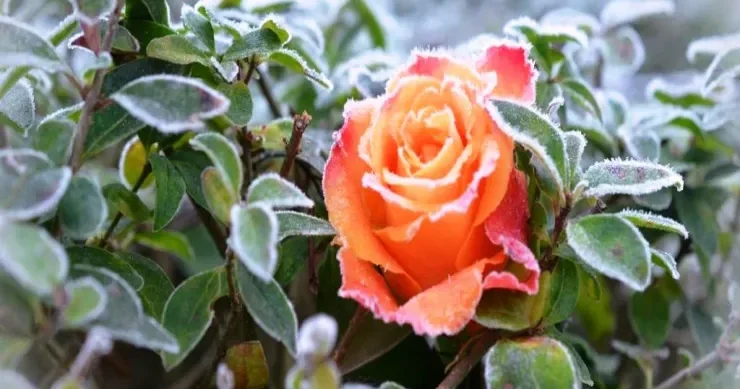 Sabah 3 dərəcə şaxta olacaq hava PROQNOZU