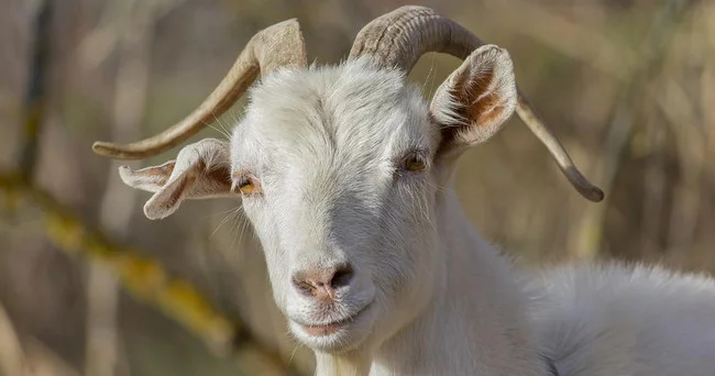 Yuxuyozma... Yuxuda keçi görmək, keçi sağmaq, keçi otlatmaq, keçi südü içmək nəyə işarədir? Video