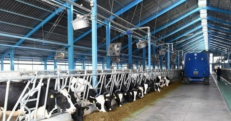 Mal qara üçün 3,1 milyon manatlıq peyvənd alınacaq