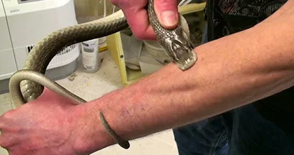 Ученые создали сыворотку против яда 17 видов змей