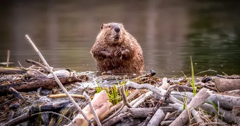 ABŞ da müharibədən sonra 76 bəbir qunduz vəhşi ərazilərə buraxılıb: Səbəb nə idi?
