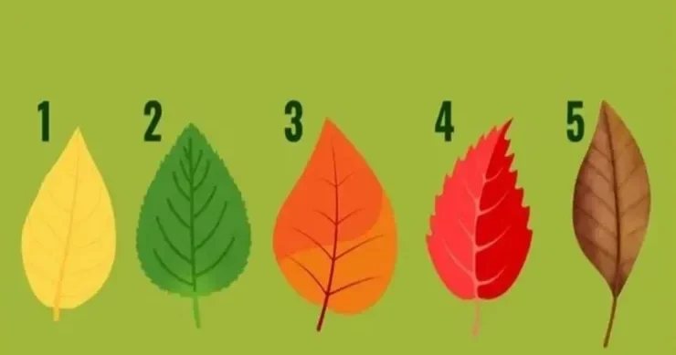 Hansı sahədə uğur qazanmaq üçün ən böyük şansınız var: TEST