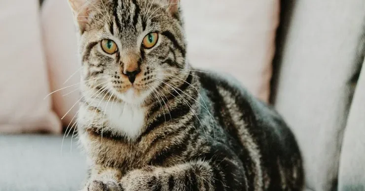 Pişiklər insan sağlamlığına necə təsir edir? 4 elmi sübut