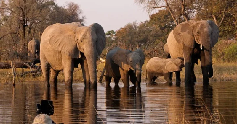 Nigeriyada vəhşi heyvanlar qaçaqmalçılarına qarşı daha sərt cəzalar tətbiq ediləcək