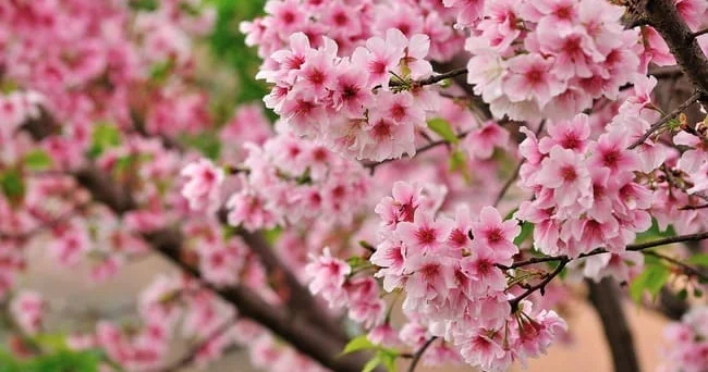 Oyanış, mənəvi maarifləndirmə anlamı daşıyan sakura hərbi şərəf simvoluna və milli çiçəyə çevrilib Video