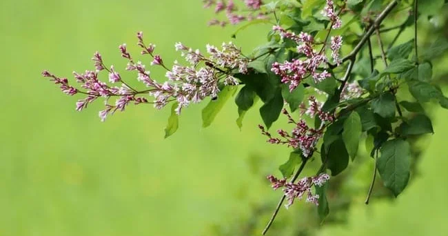 Kəsən şəxs cərimələnir... Şumerlərin müqəddəs saydığı yulğun insan sağlamlığına necə təsir edir? Video