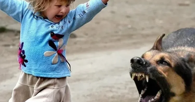 İt dişləməsi zamanı nə etməli? Həkimdən MƏSLƏHƏT