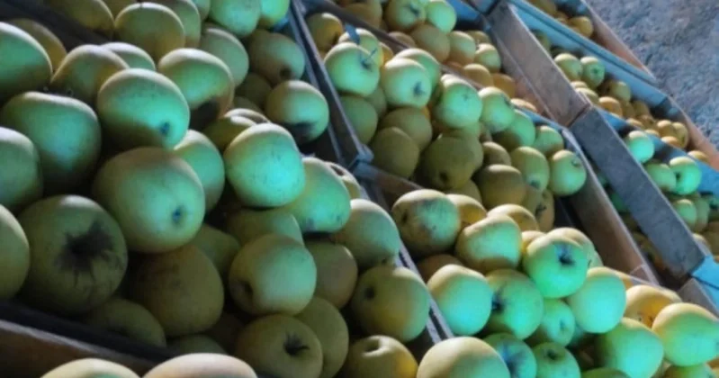 Türkiyəyə ixracı nəzərdə tutulan alma məhsulu partiyalarında uyğunsuzluq aşkarlanıb
