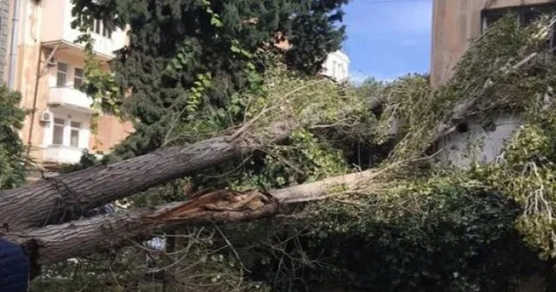 Bakıda çinar ağacı aşdı 3 nəfər xəsarət aldı