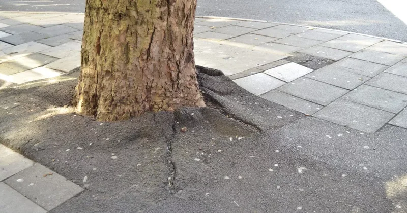 В Баку на трех человек упал платан