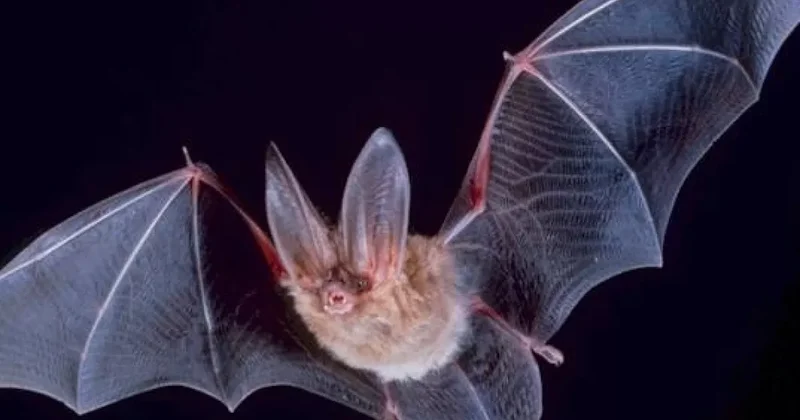 У летучих мышей в Бразилии обнаружен новый тип коронавируса