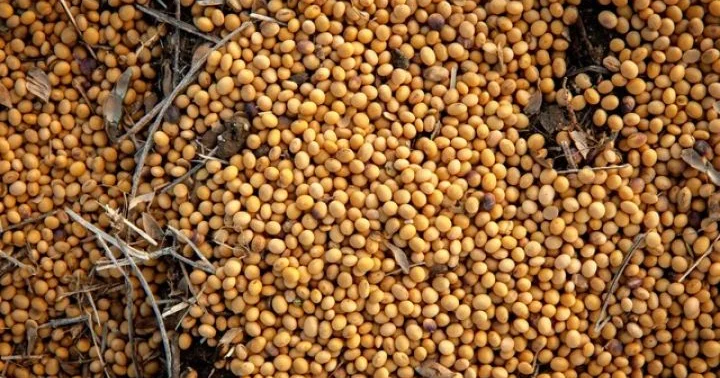 Çin ABŞ dan hər il 25 milyon ton soya alacaq