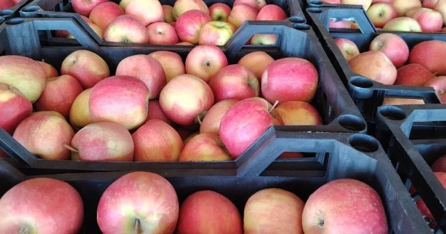 Ölkəmizdən Türkiyəyə alma ixracına icazə verilmədi SƏBƏB