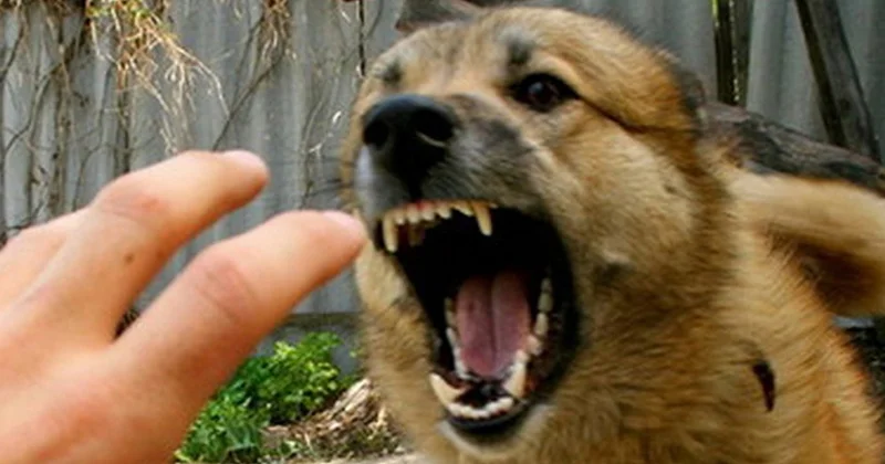 Məktəbin qarşısında it qadına hücum etdi