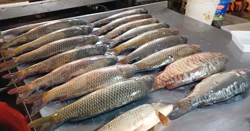 Yerli bazarda balığın bahalaşma səbəbi AÇIQLANDI