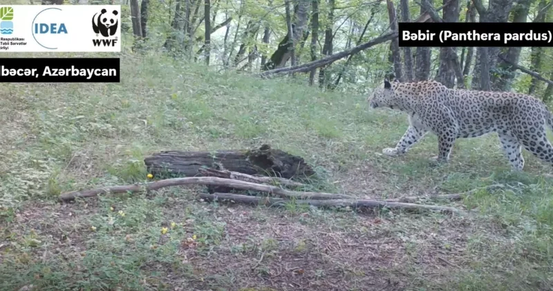 Дикая природа Кяльбаджара во всей красе Леопарды, медведи, олени и даже дикобраз / ВИДЕО