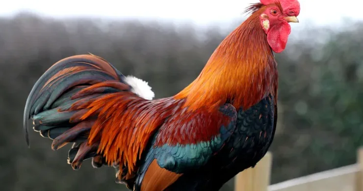 Azərbaycanda xoruzu satıb araq alan kişi arvadını bıçaqladı