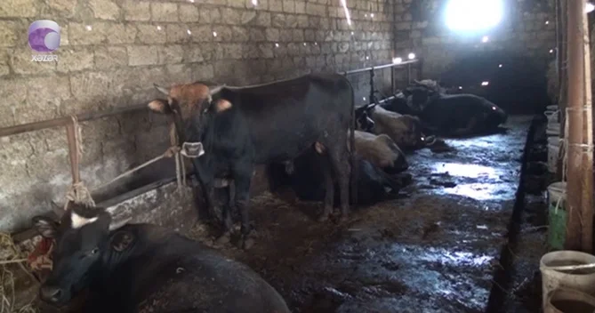 Dabaq xəstəliyi ilə bağlı saxta dərman satışı çoxalır DİQQƏTLİ OLUN!