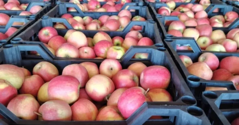 Тонны яблок из Азербайджане не пустили в Турцию: ПРИЧИНА