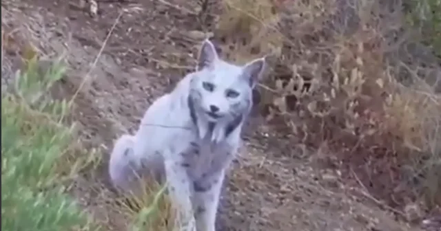 В горах Испании засняли легендарную белую рысь ВИДЕО