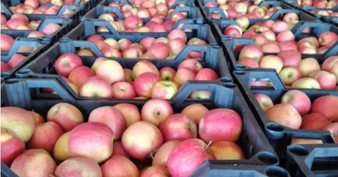 Azərbaycandan tonlarla alma Türkiyəyə buraxılmayıb Səbəb