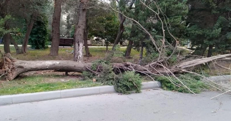 В Баку сильный ветер повалил дерево на троих человек Minval Politika