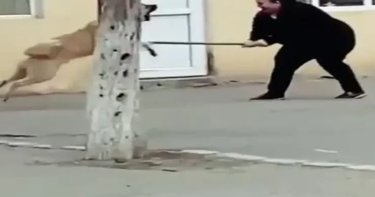 Goranboyda məktəbdə it qadına hücum etdi VİDEO