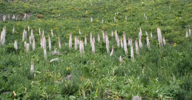 В Таджикистане разработают стратегию по сохранению биоразнообразия