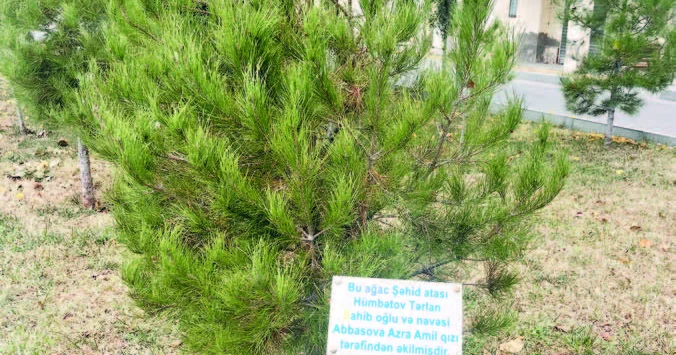 Şəhid atasının “yaşıl” təsəllisi