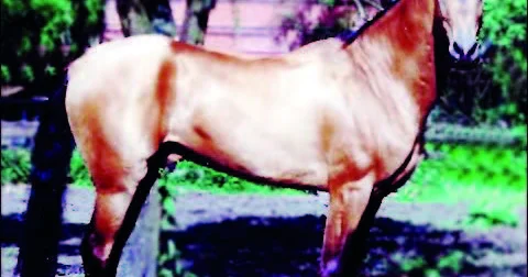 Axəltəkə atları türkmən ruhunun qanadı