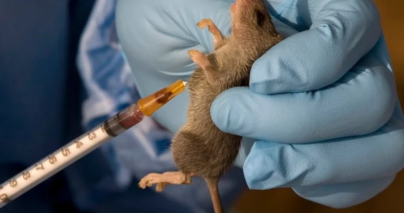 Qonşu ölkədə siçan qızdırması epidemiyası yayılır