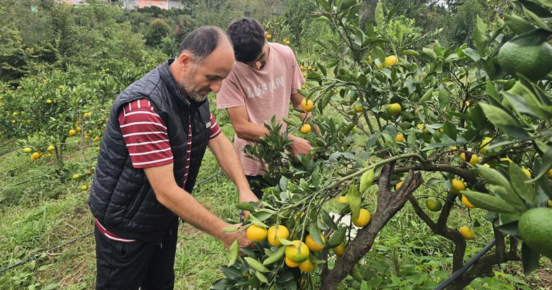 Astarada tezyetişən naringinin yığımı aparılır Qiymətlər 50 qəpikdən başlayır