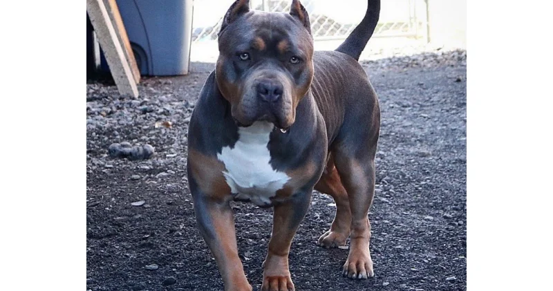 В США прославился пес с самой огромной головой в мире ВИДЕО