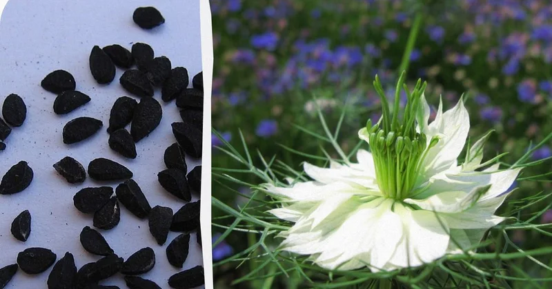 Японские ученые проследили, как черный тмин влияет на сердечное здоровье