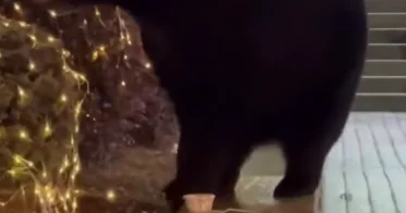 Черного медведя заметили в ТЦ перед Рождеством ВИДЕО