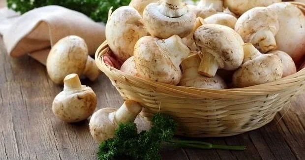 Göbələyin faydaları haqqında nə bilirik...