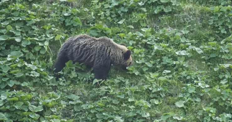 Ayı tualetdə kişiyə hücum etdi
