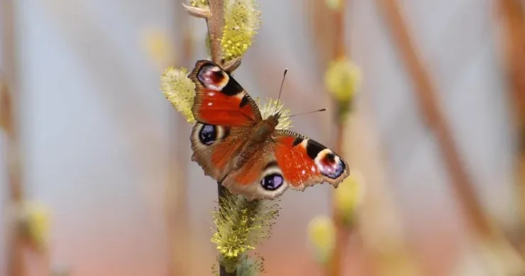 Kəpənəklər sidik ifraz edirlər?
