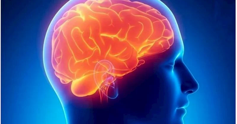 Altsheymer xəstəliyinə qarşı yeni ümid Alimlər beyində iki mühüm reseptor aşkar ediblər