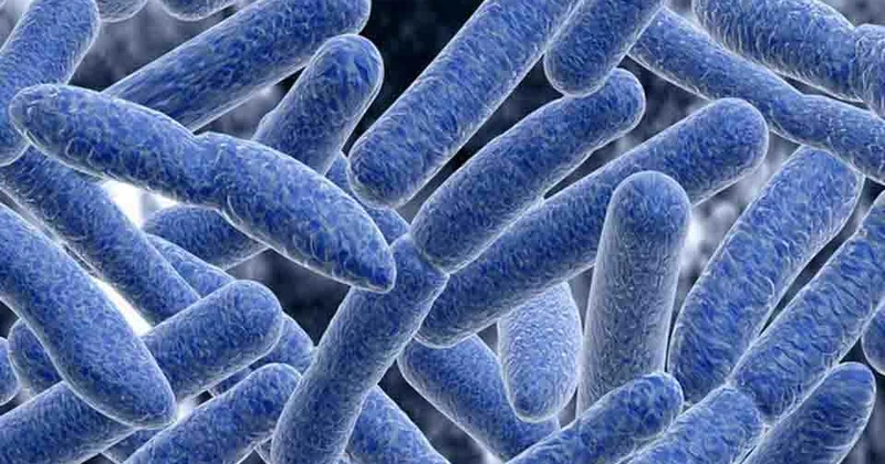 Dünyada ən güclü təbii zəhər: Hamımızın süfrəsində ola bilər