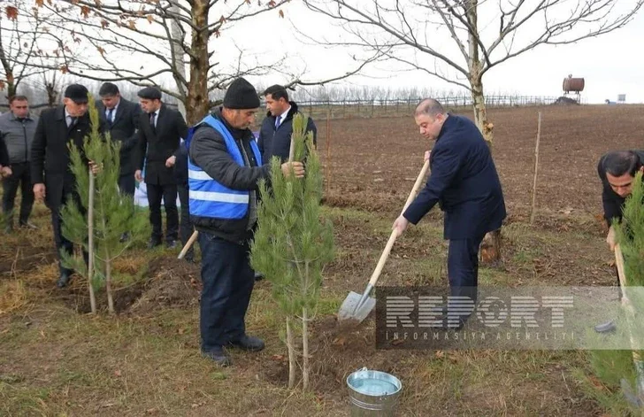 В Огузе в рамках Года солидарности во имя зеленого мира посажено более 10 тыс. саженцев деревьев Новости Азербайджана