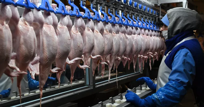 Узбекистан не принял партию мяса птицы из Кыргызстана: ПРИЧИНА