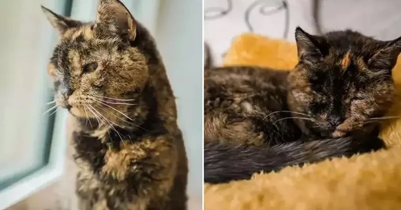 Dünyanın ən yaşlı pişiyi 30 yaşını qeyd etdi: İnsan yaşıyla 140 il