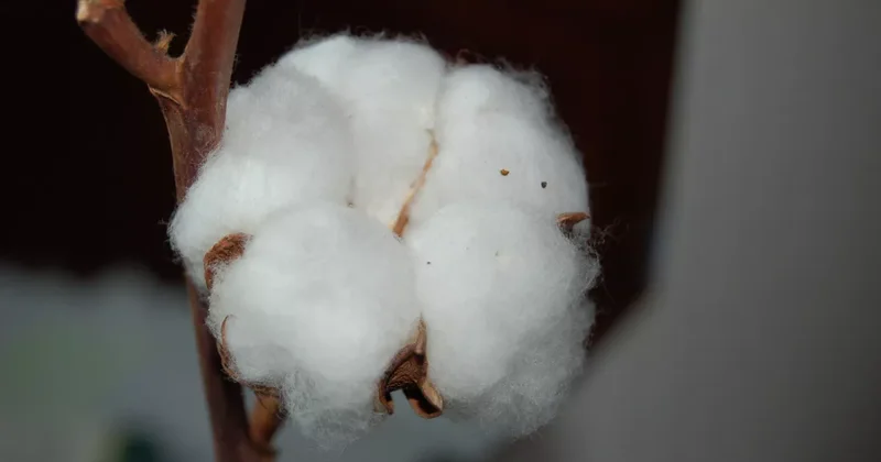 Снизились экспортные доходы Азерпамбыг